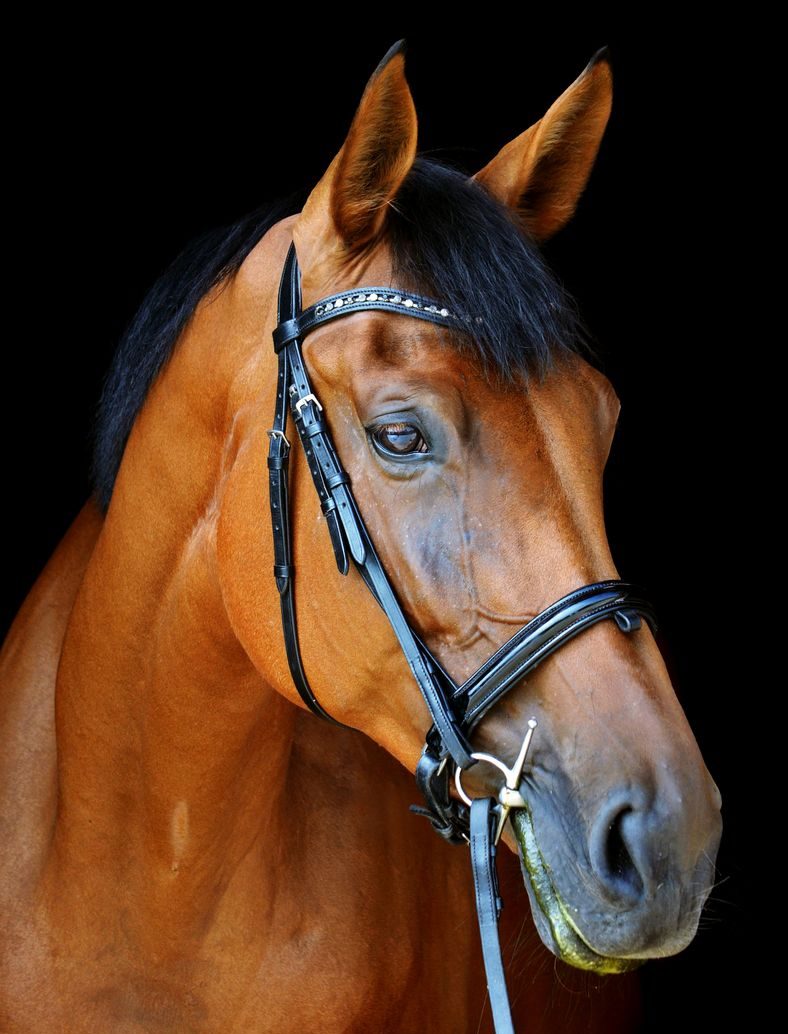 What Buyers Never Get to See: How Sales Barns Prepare Horses Before You&nbsp;Arrive