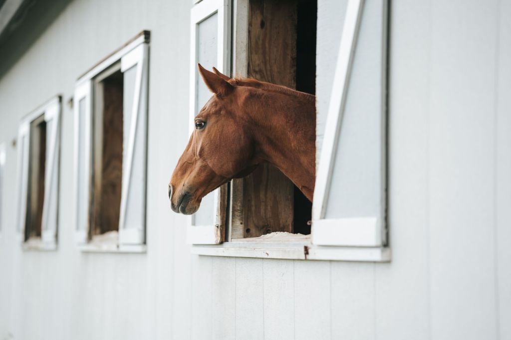 50 Things I Notice Within Five Minutes of Arriving at a Sales&nbsp;Barn
