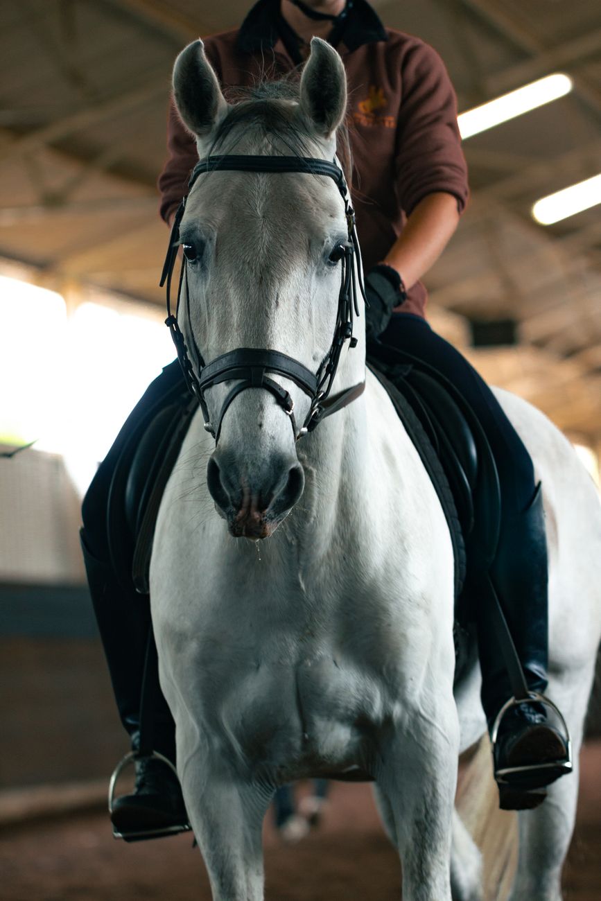 I Would Never Buy the Horse Everyone&nbsp;Wants