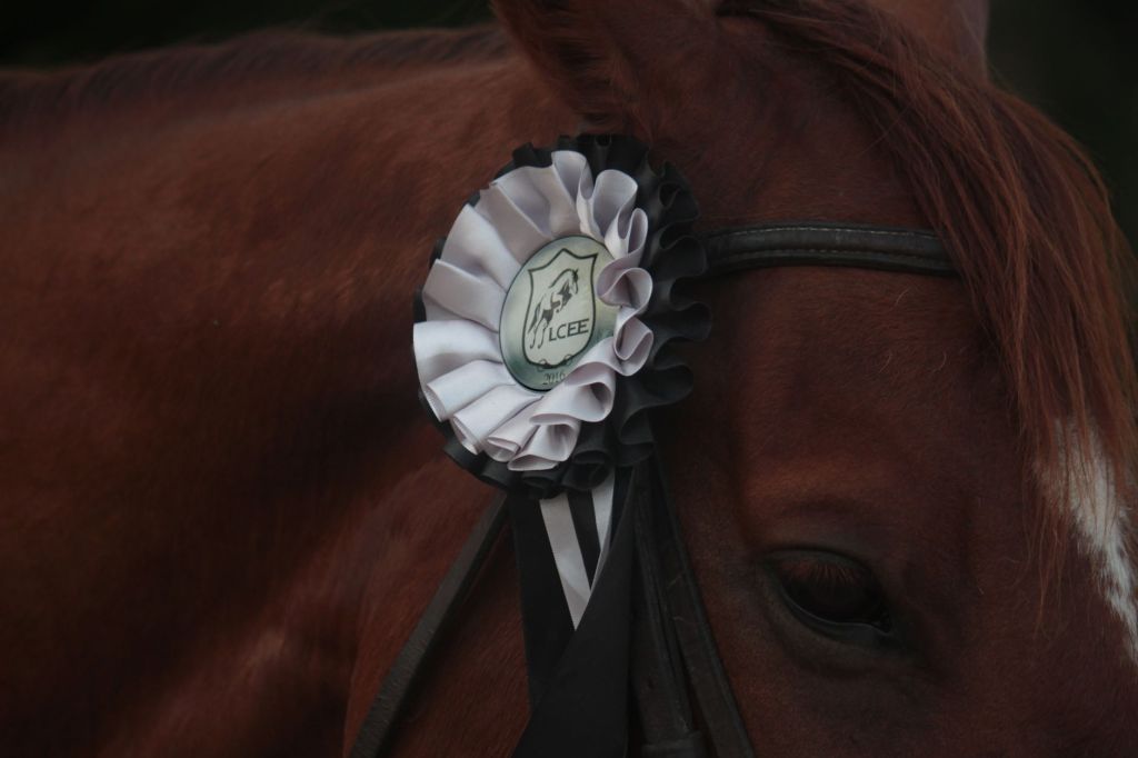 The Horse I Wouldn’t&nbsp;Buy